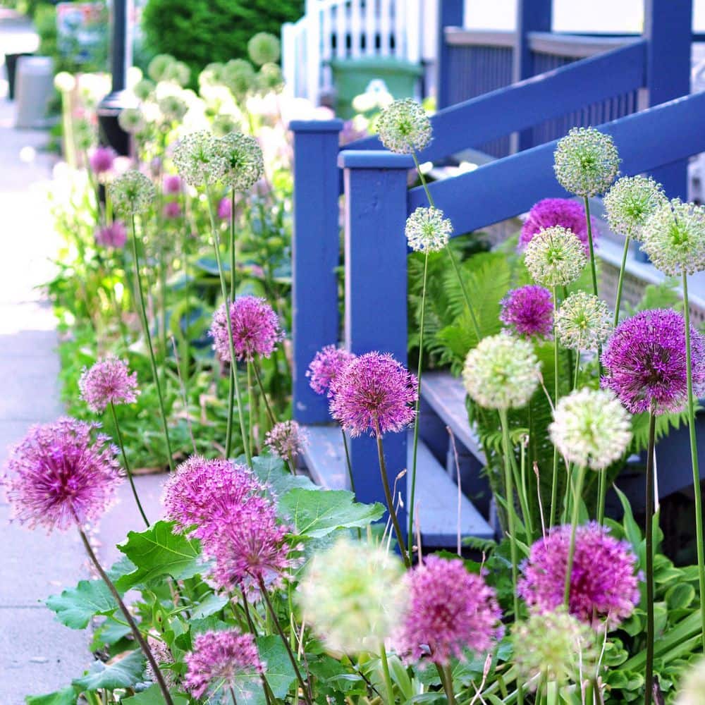 14 /16 Cm Allium Wild About Purple Blend Mixed Flower Bulbs (Bag Of 25)