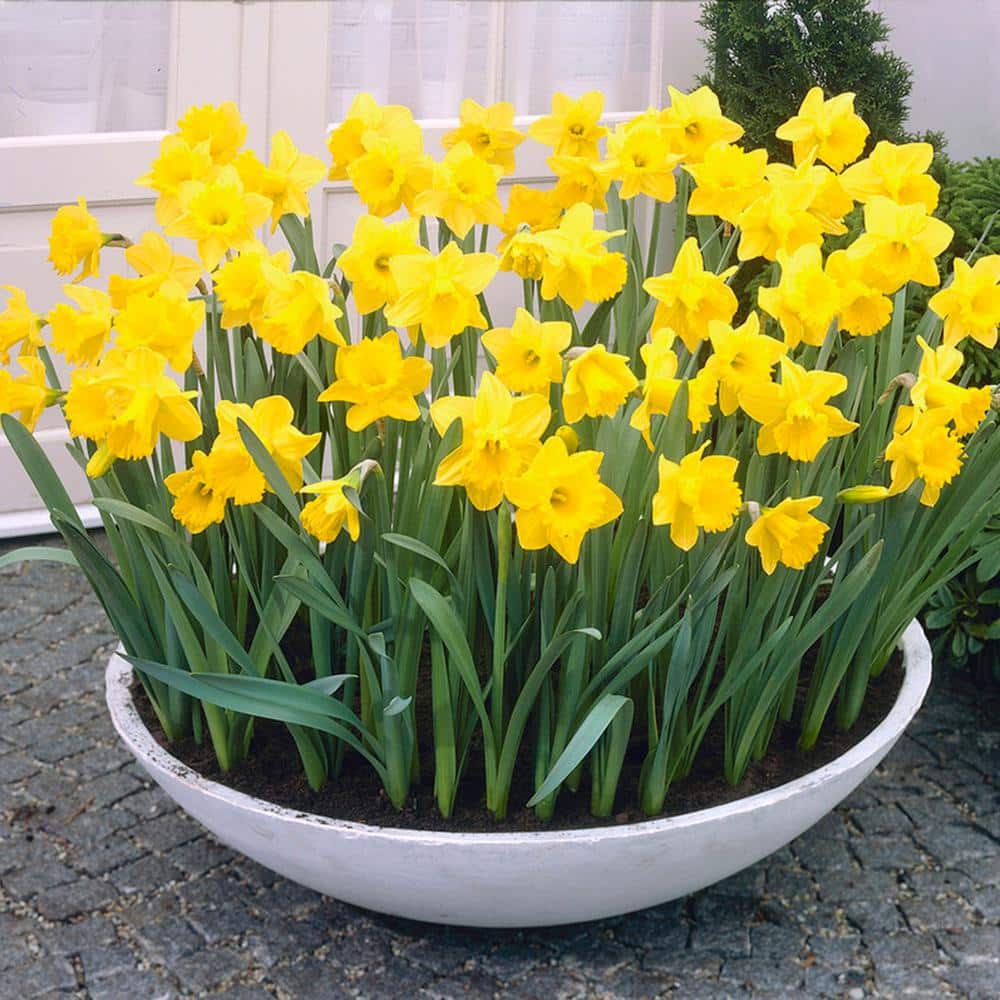 14/16 Cm Daffodil King Alfred Flower Bulbs (Bag Of 250)