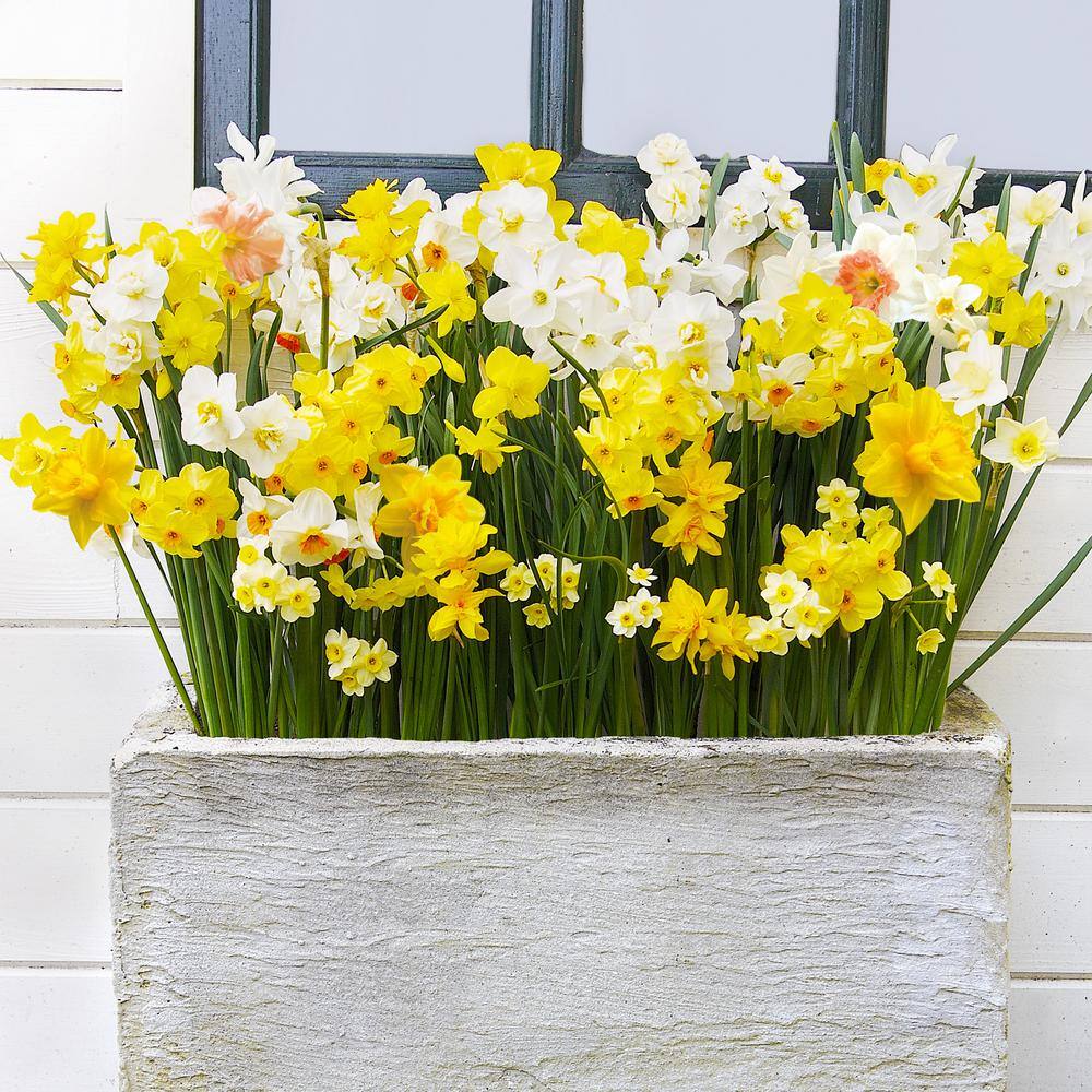 12/14 Cm Daffodil Bulbs All-In-One Mixed (Bag Of 100)