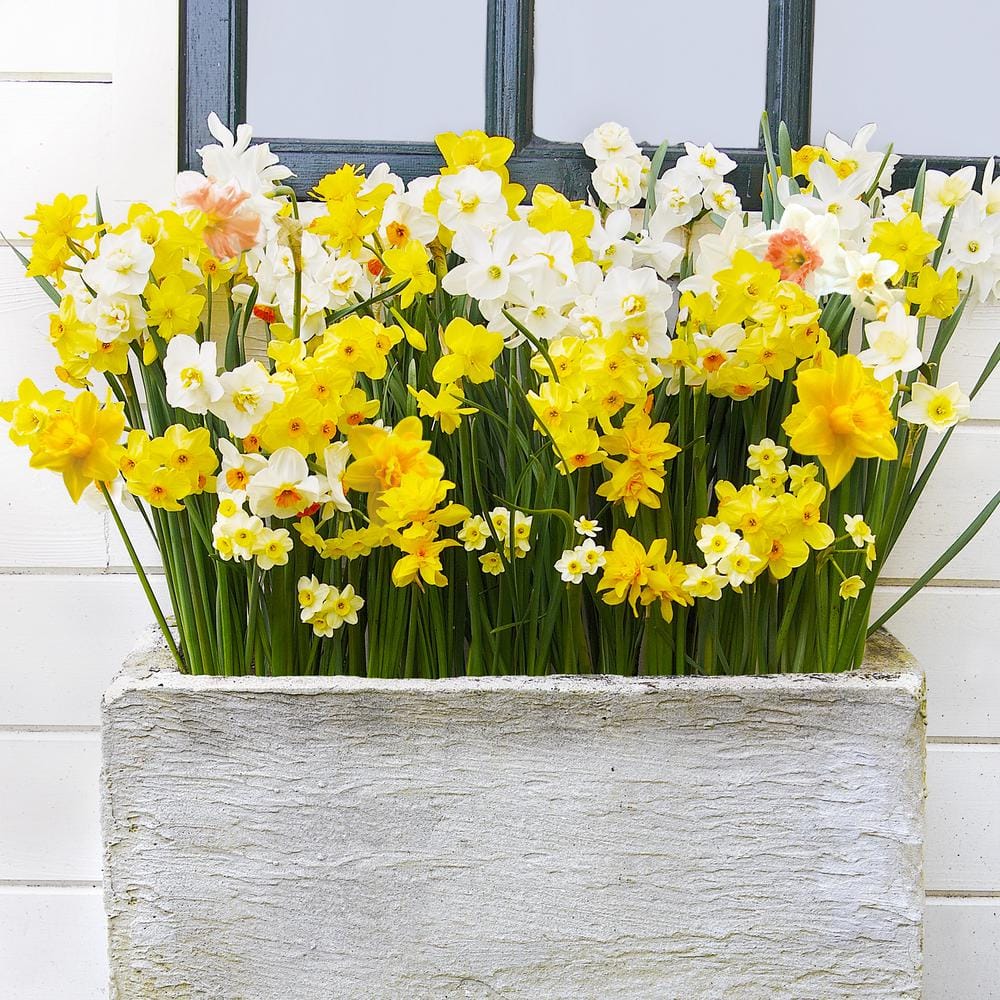 12/14 Cm Daffodil Bulbs All-In-One Mixed (Bag Of 250)