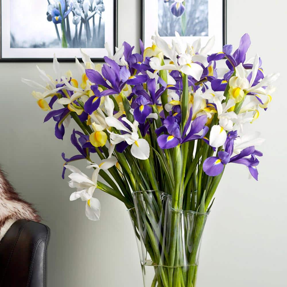 8/9 Cm Dutch Iris Hollandica Bulbs Mixed (Bag Of 50)