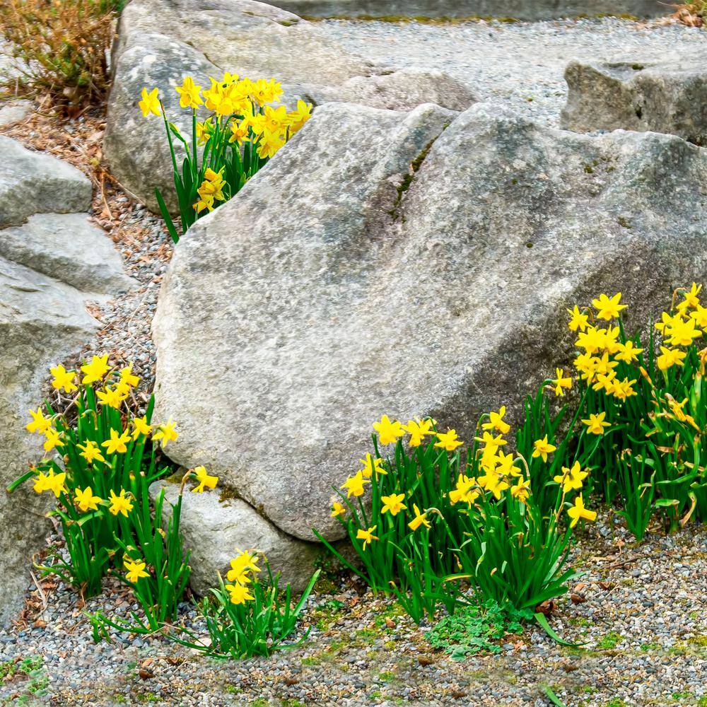 12/14 Cm Narcissus Rock Garden Mix Daffodil Flower Bulbs (Bag Of 50)