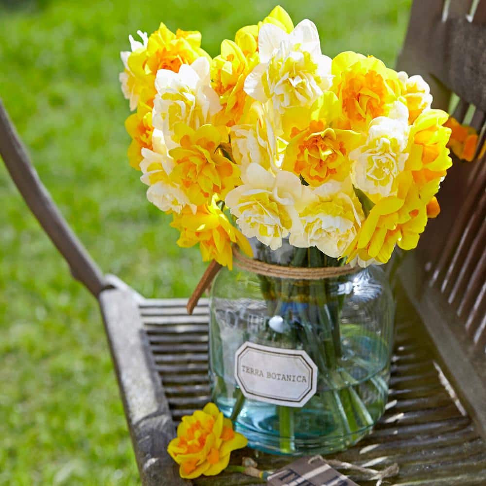 16/18 Cm, Double Flowering Golden Ducat Daffodil Bulbs (Bag Of 100)