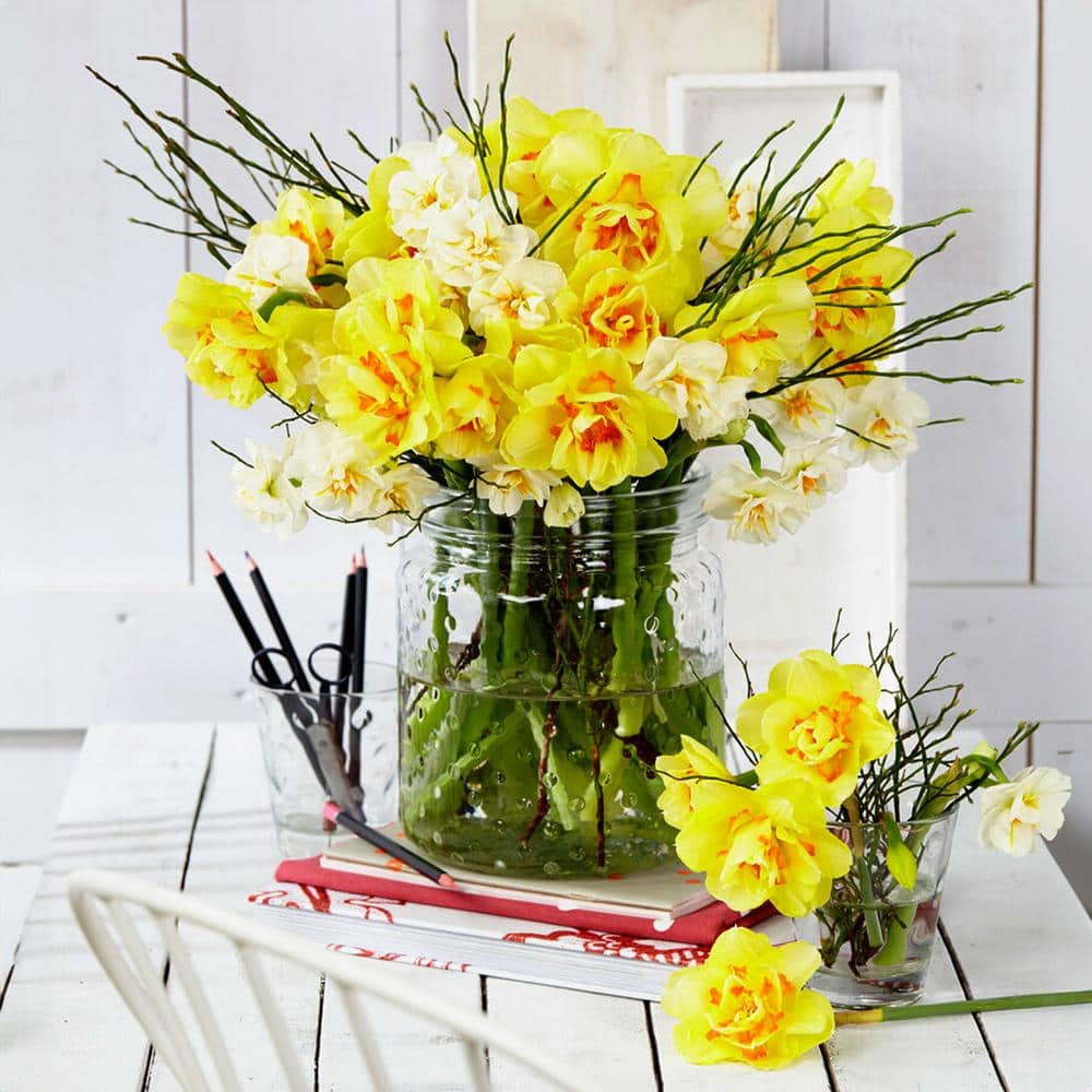 16/18 Cm, Tahiti Double Daffodil Flower Bulbs (Bag Of 100)
