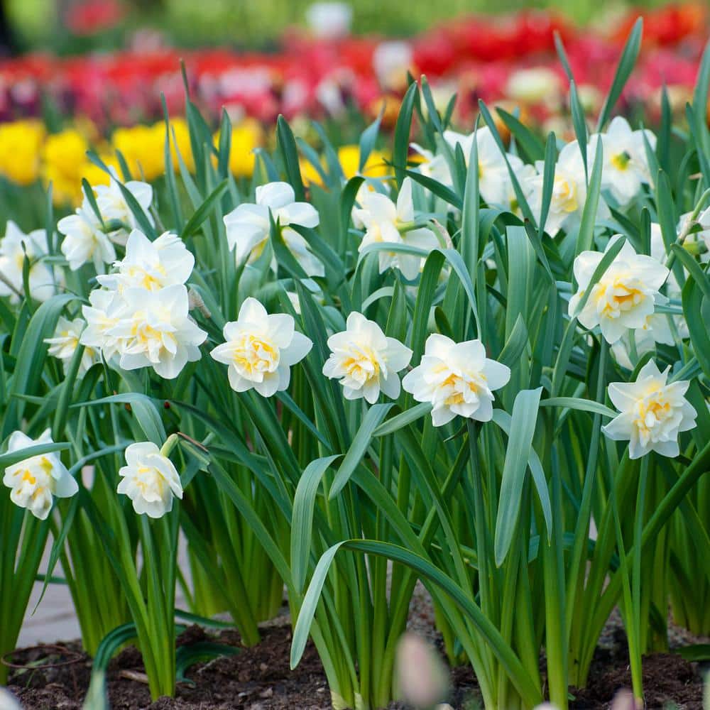16/18 Cm, White Lion Double Daffodil Flower Bulbs (Bag Of 25)