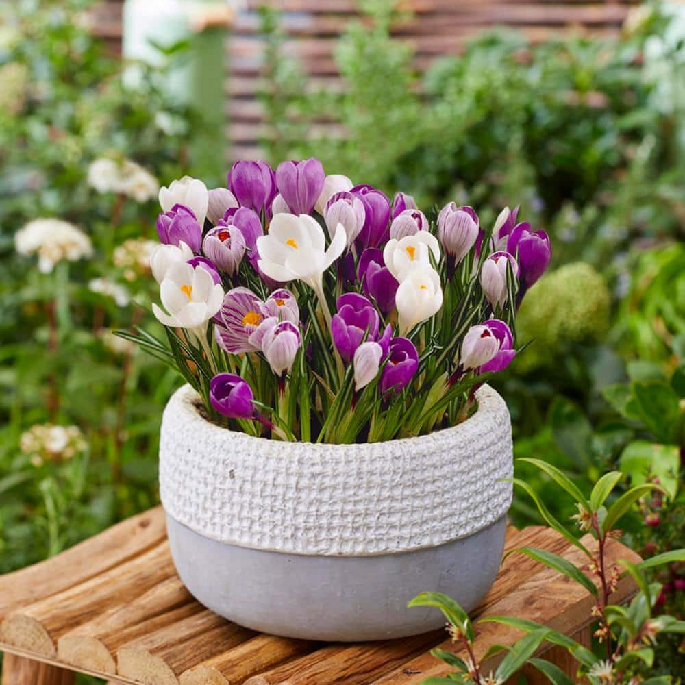 8/9 Cm Dutch Crocus Blue Moon Mixed Flower Bulbs (Bag Of 100)