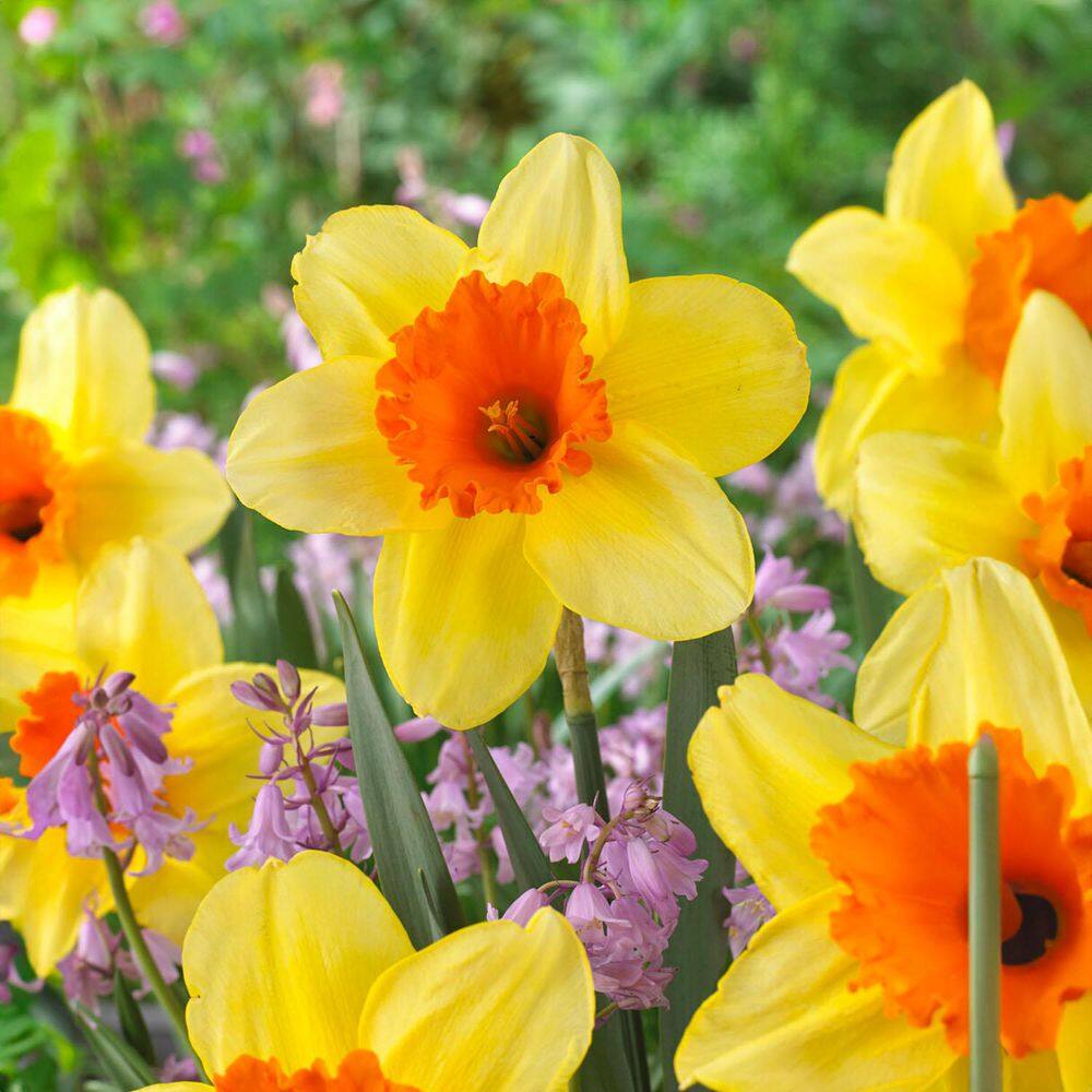 16/18cm, Fortissimo Large Cupped Daffodil Flower Bulbs (Bag Of 250)