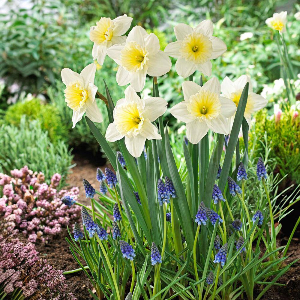 16/18cm, Ice Follies Large Cupped Daffodil Flower Bulbs (Bag Of 250)