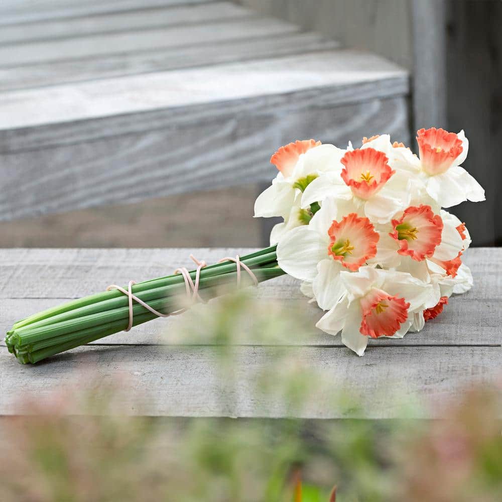 16/18cm, Pink Charm Large Cupped Daffodil Flower Bulbs (Bag Of 250)