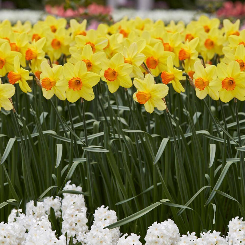 16/18cm, Red Ranger Large Cupped Daffodil Flower Bulbs (Bag Of 25)