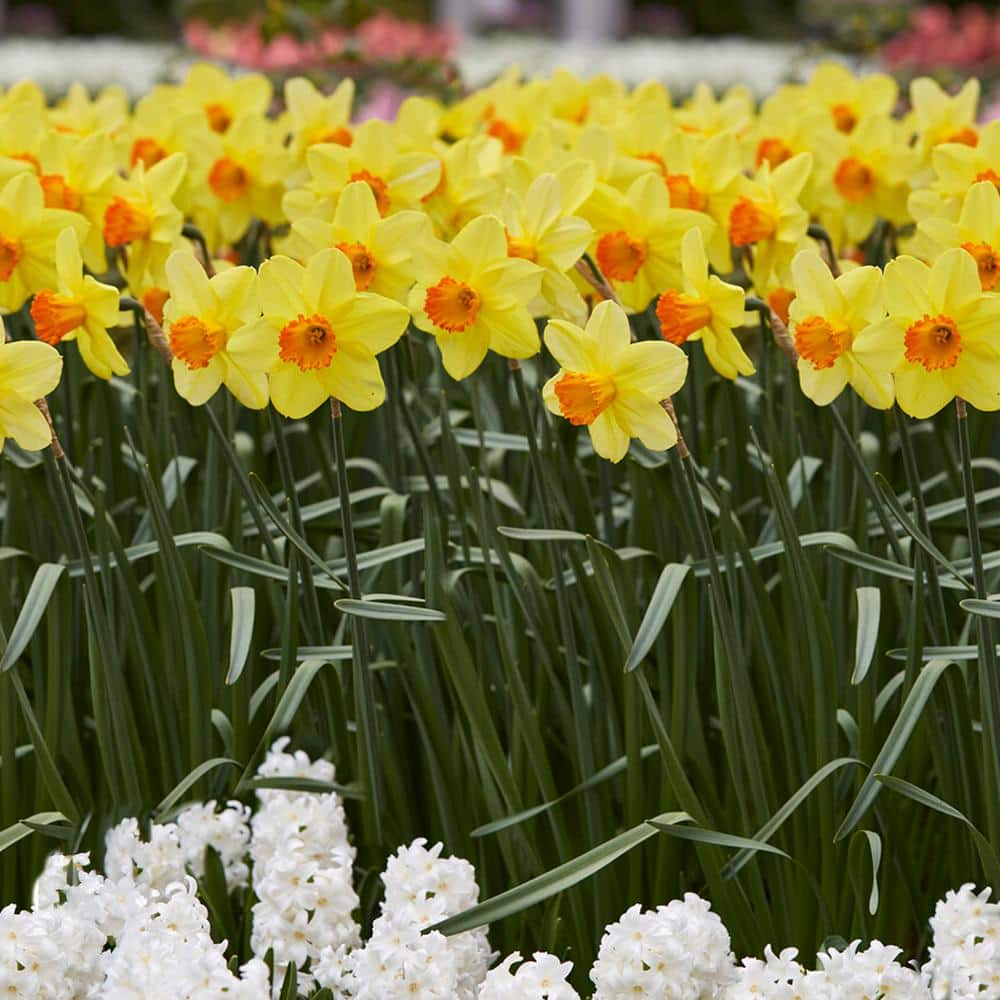 16/18cm, Red Ranger Large Cupped Daffodil Flower Bulbs (Bag Of 50)