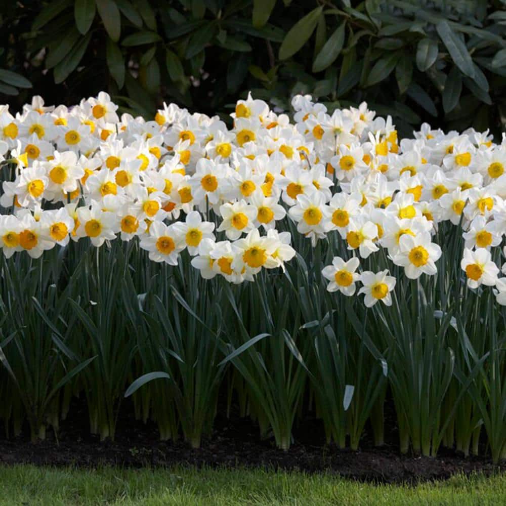 16/18cm, Sempre Avanti Large Cupped Daffodil Flower Bulbs (Bag Of 25)