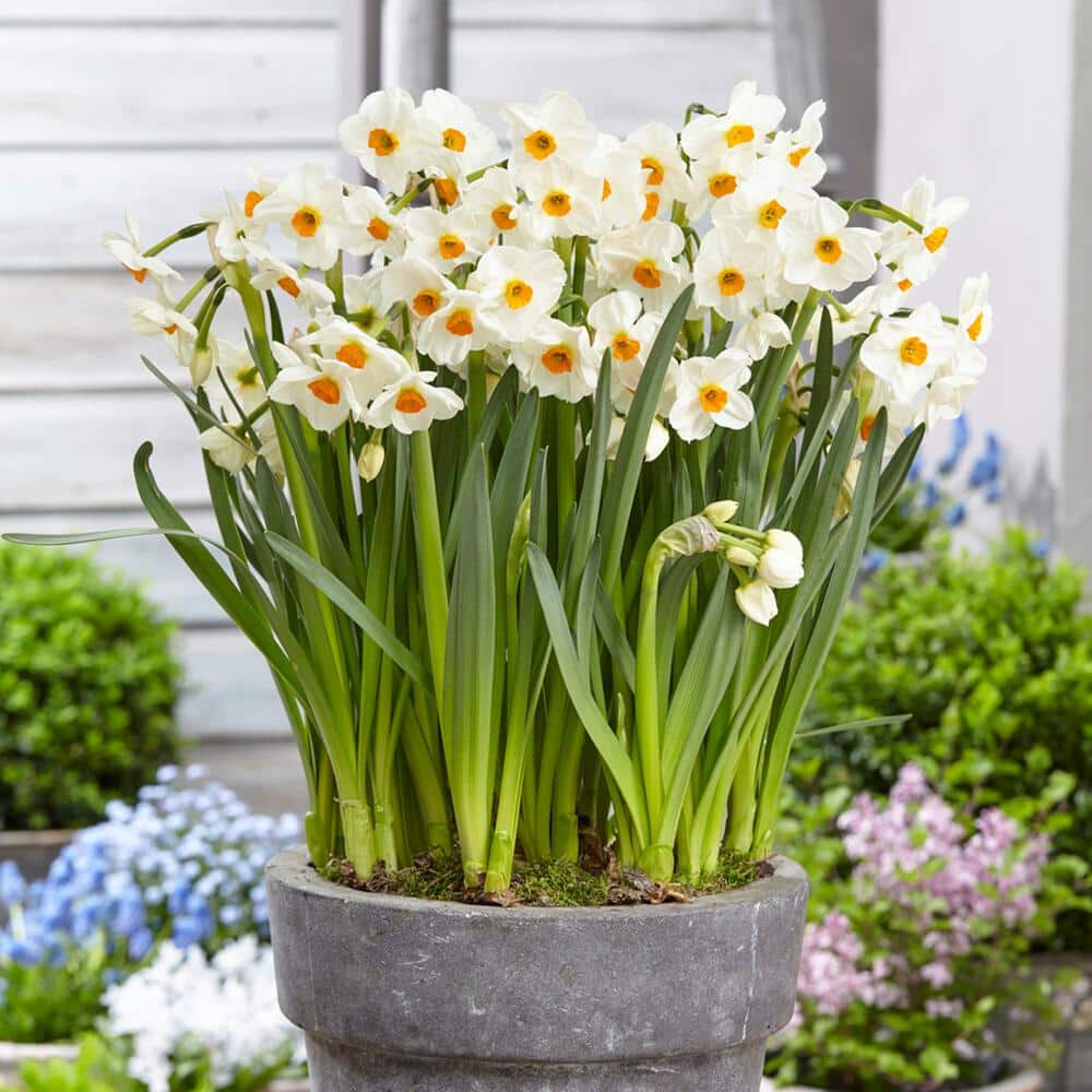 16/18 Cm, Geranium Tazetta Daffodil Flower Bulbs (Bag Of 25)