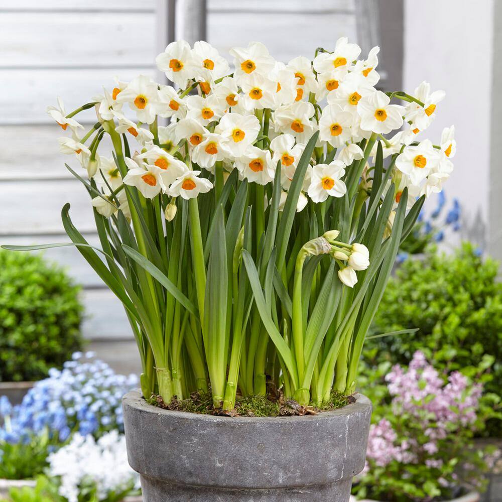 16/18 Cm, Geranium Tazetta Daffodil Flower Bulbs (Bag Of 250)