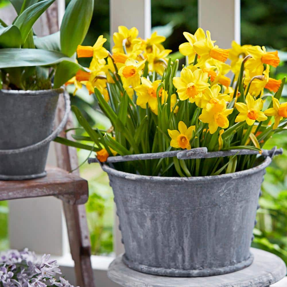 12/14 Cm, Jetfire Mix Cyclamineus Daffodil Flower Bulbs (Bag Of 50)