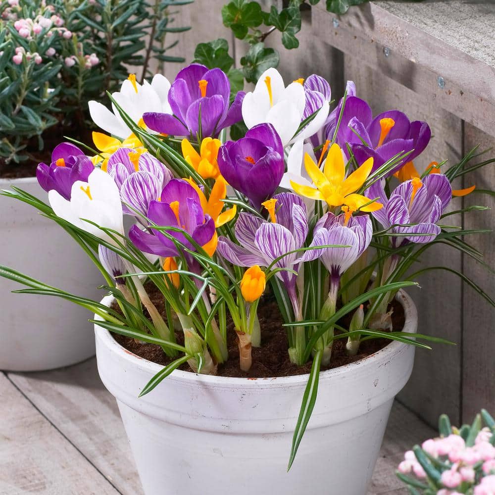 8/9 Cm Dutch Crocus Bulbs Large Flowering Mixed (Bag Of 100)