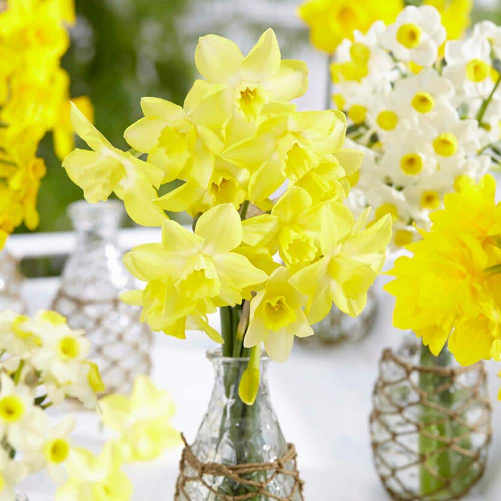 12/14 Cm, Jonquilla Pipit Daffodil Flower Bulbs (Bag Of 50)