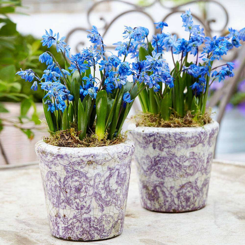 7/8 Cm, Siberian Squill Scilla Flower Bulbs (Bag Of 50)