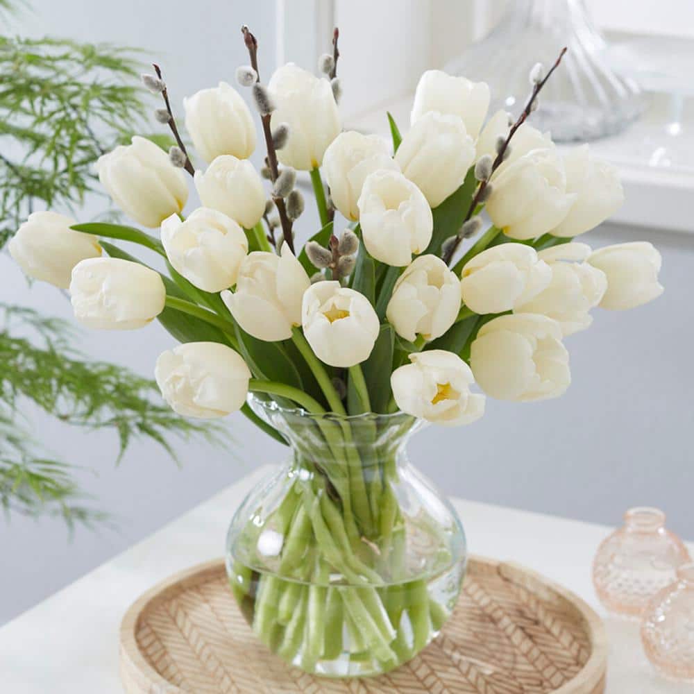 12/+ Cm White Flag Triumph Tulip Flower Bulbs (Bag Of 250)