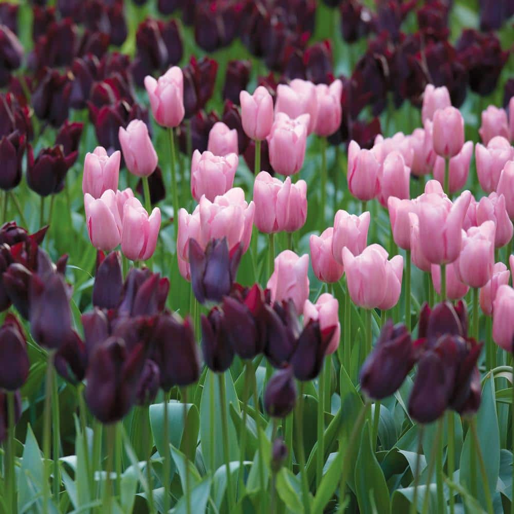 12/+ Cm Purple And Pink Mix Triumph Tulip Flower Bulbs (Bag Of 100)
