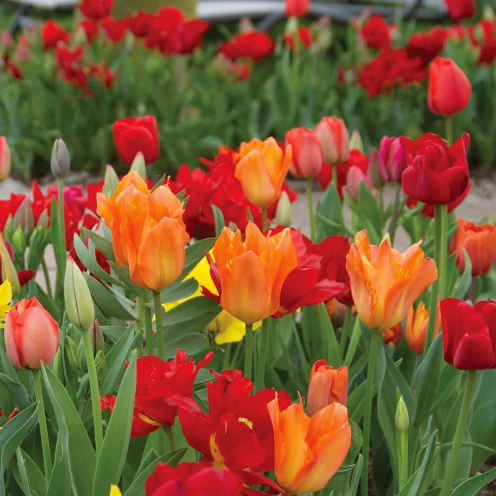 12/+ Cm Red And Orange Mix Darwin Hybrid Tulip Flower Bulbs (Bag Of 100)