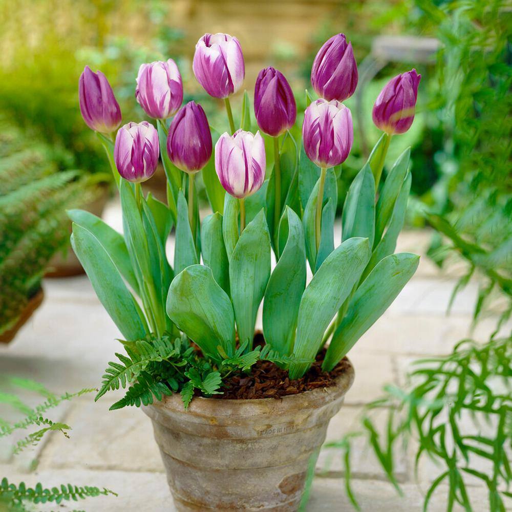 11/12 Cm Purple Reflection Mixed Triumph Tulip Flower Bulbs (Bag Of 50)