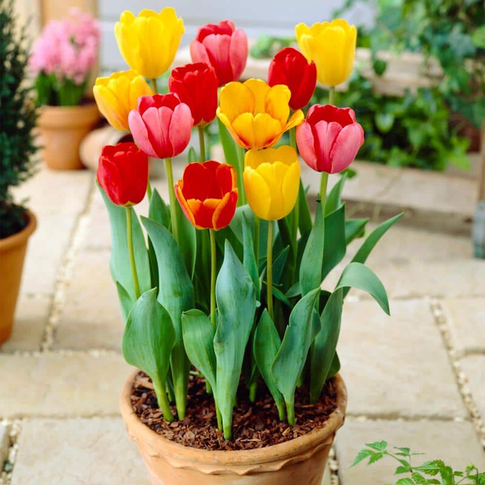 12/ Cm, Darwin Hybrid Mixed Tulip Flower Bulbs (Bag Of 25)