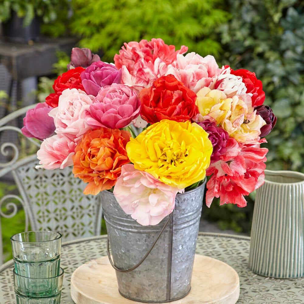 12/+ Cm, Double Dutch Mixed Tulip Flower Bulbs (Bag Of 50)
