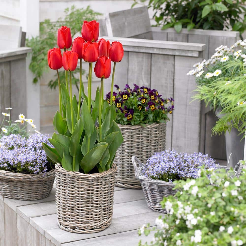 12/ Cm, Darwin Hybrid Red Impression Tulip Bulbs (Bag Of 25)