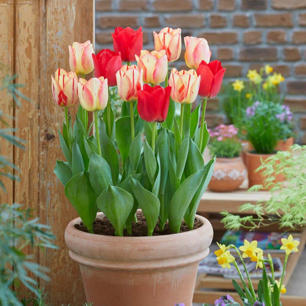 12/+ Cm, Spryng Break Blend Triumph Tulip Bulbs (Bag Of 100)