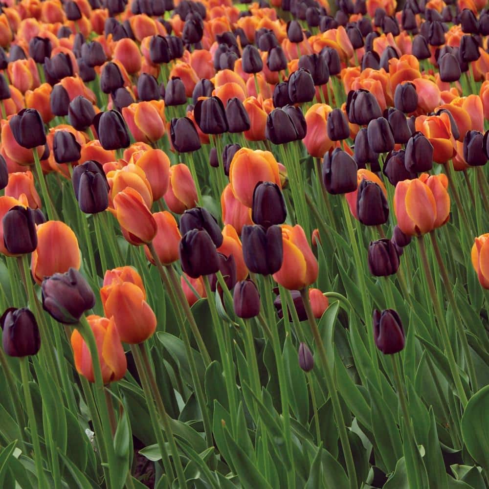 12/ Cm, Maroon And Orange Mix Triumph Tulip Flower Bulbs (Bag Of 25)