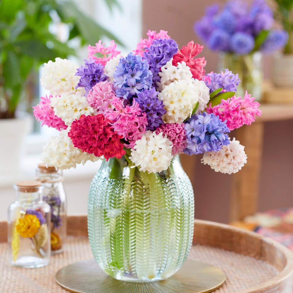 15/16 Cm Hyacinth Bulbs Giant Mixed (Bag Of 50)