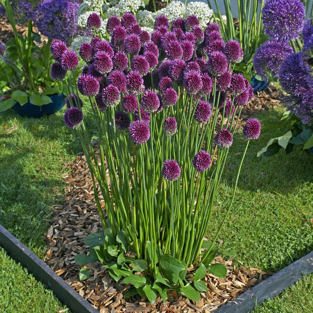 6/+ Cm, Drumsticks Allium Flower Bulbs (Bag Of 25)