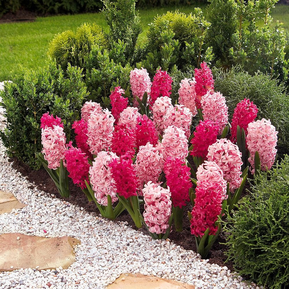 14/15 Cm Hyacinth Bulbs Pink Collection Mixed (Bag Of 25)