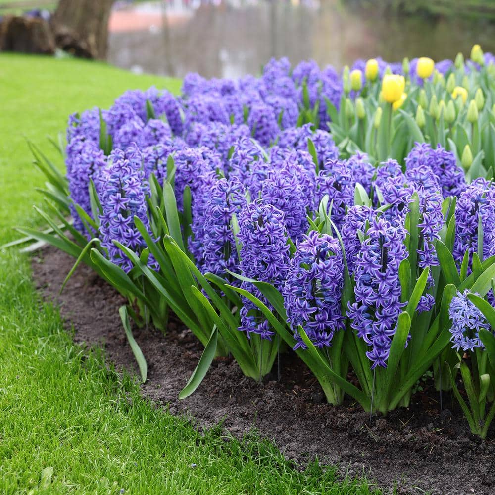 15/16 Cm, Blue Jacket Hyacinth Flower Bulbs (Bag Of 25)