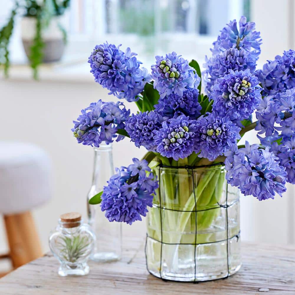 15/16cm, Delft Blue Mixed Hyacinth Flower Bulbs (Bag Of 100)