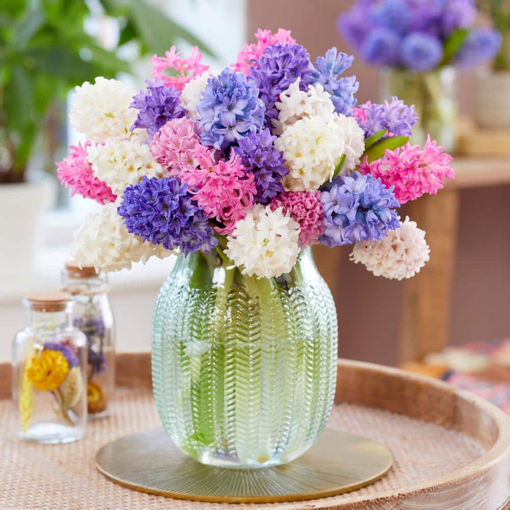 15/16cm, Pastel Mix Hyacinth Flower Bulbs (Bag Of 100)