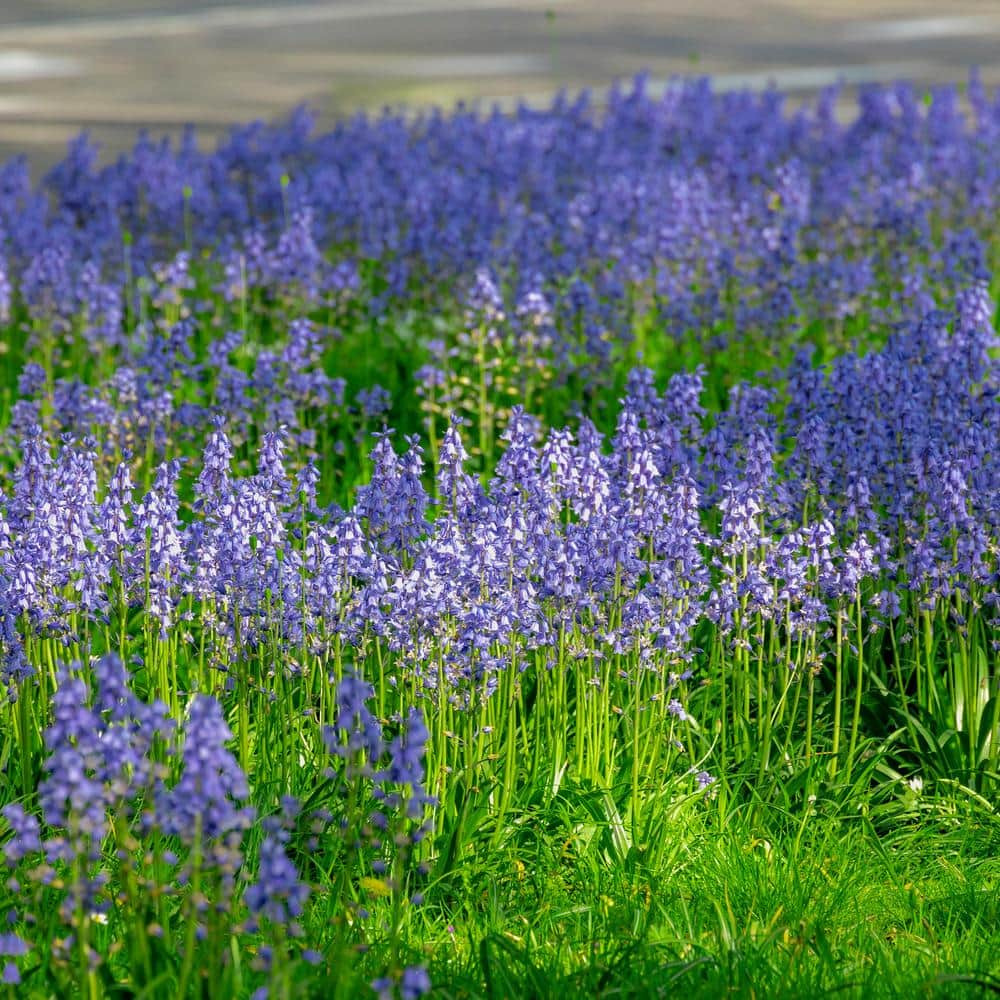 8/10 Cm, Blue Wood Hyacinth Flower Bulbs (Bag Of 50)