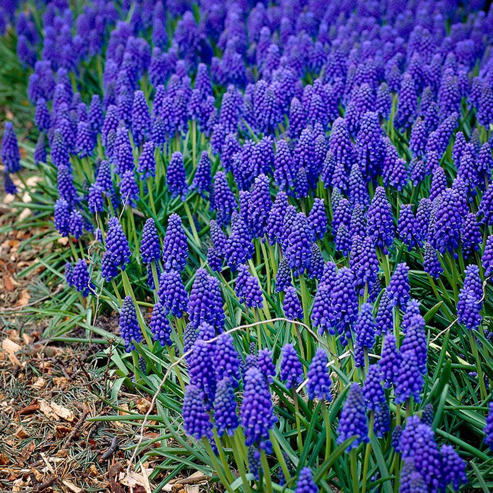 8/9 Cm, Muscari Grape Hyacinth Flower Bulbs (Bag Of 50)