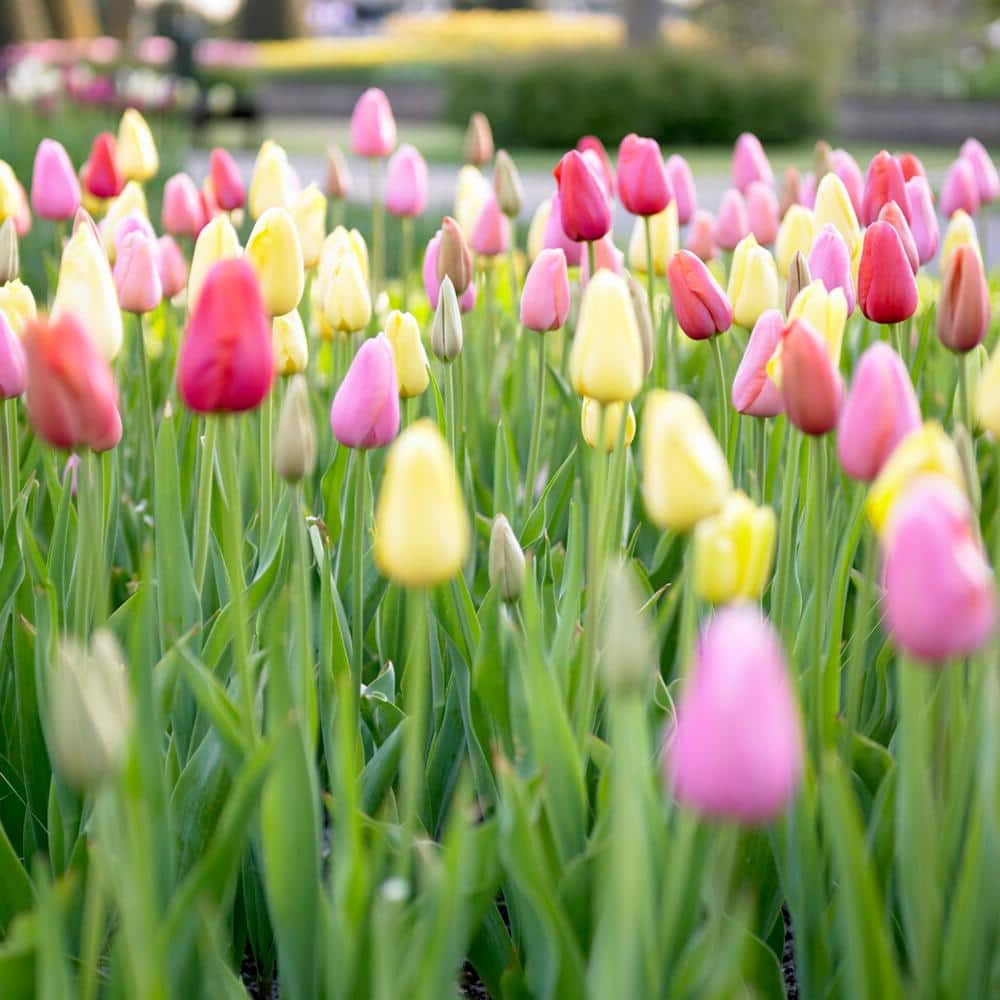 12/+ Cm, Easter Joy Mix Triumph Tulip Flower Bulbs (Bag Of 250)