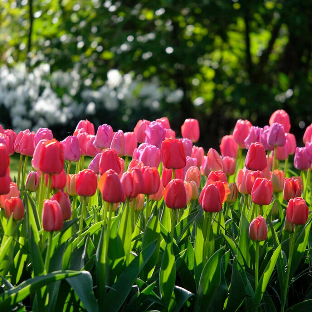 12/+ Cm, Darwin Hybrid Pride Mix Multi-Color Tulip Flower Bulbs (Bag Of 100)