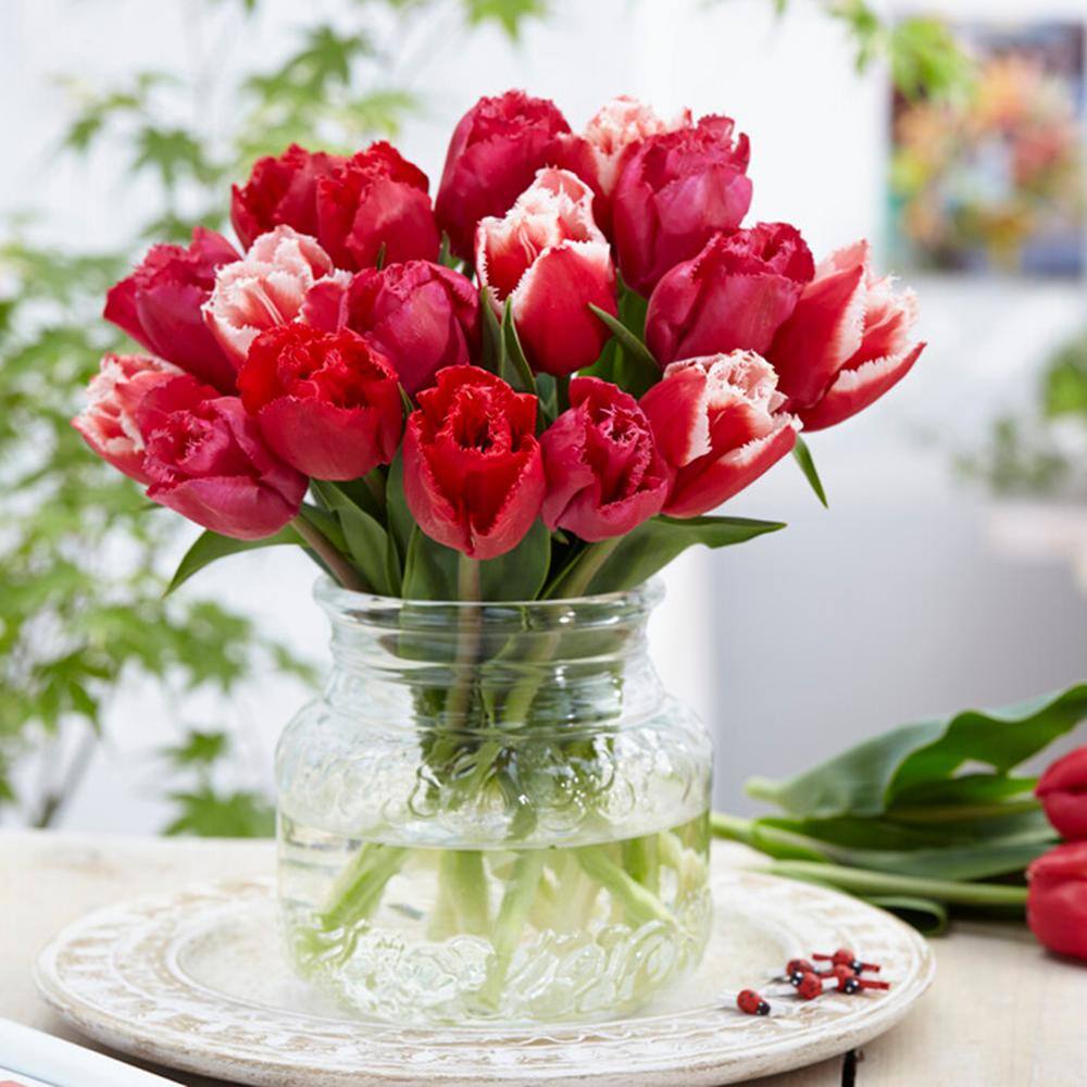 12/+ Cm, Candy Cane Mix Triumph Tulip Flower Bulbs (Bag Of 100)