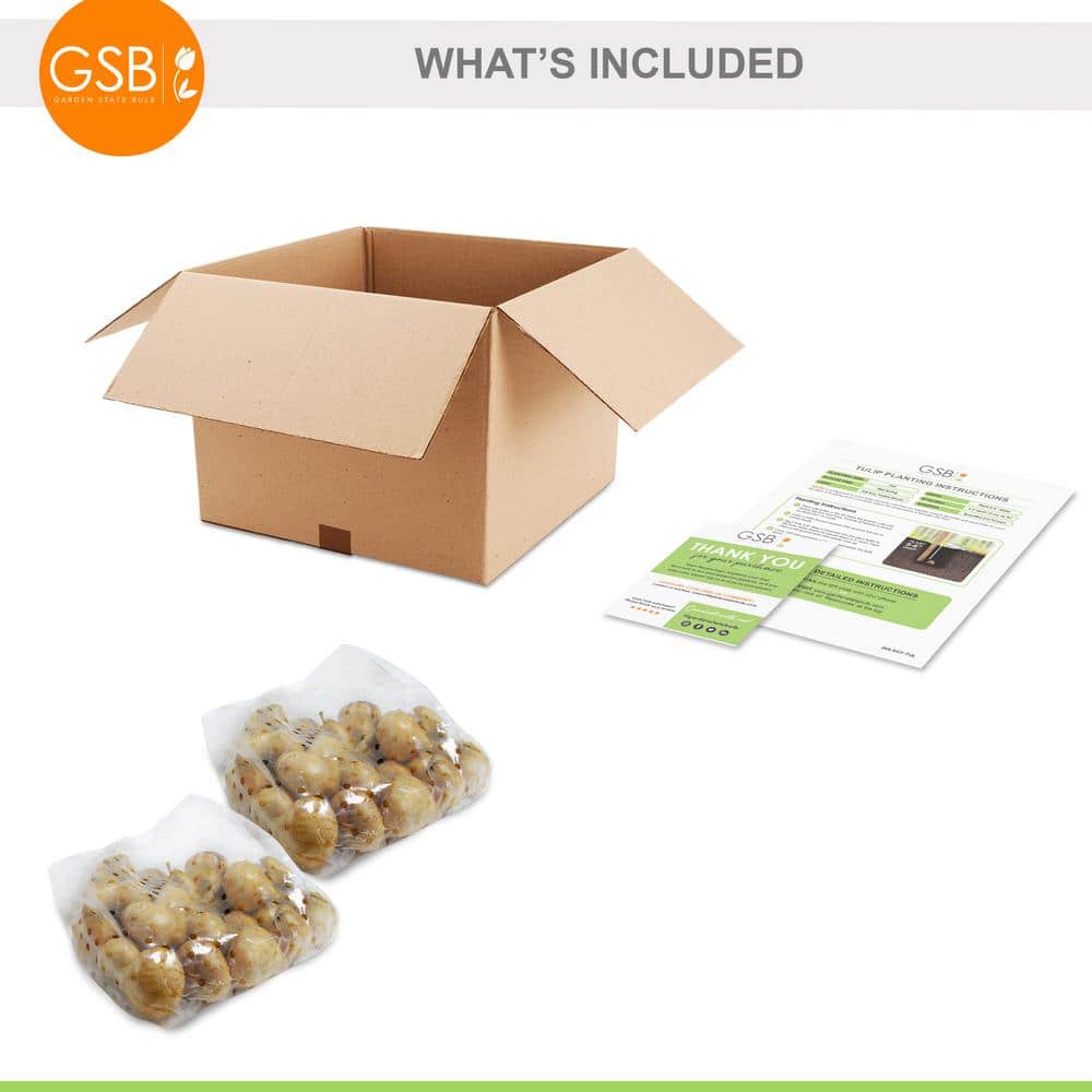 12/+ Cm, Coffee And Donut Mix Triumph Tulip Flower Bulbs (Bag Of 50)