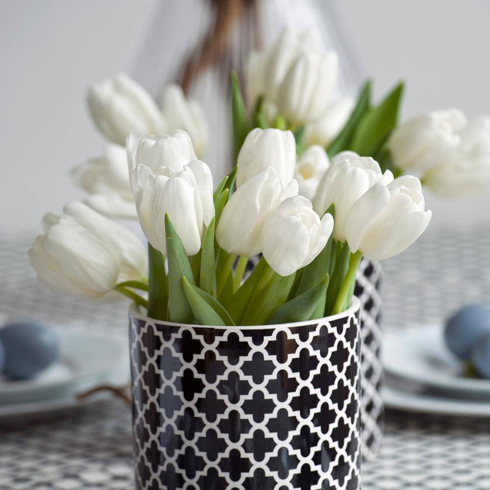 12/+ Cm, Hakuun Darwin Hybrid Tulip Flower Bulbs, White (Bag Of 250)