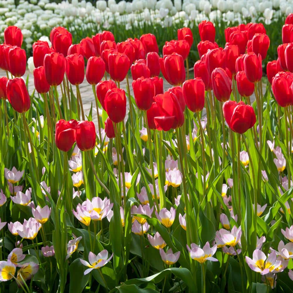 12/+ Cm, Single Late Red Ariel Tulip Flower Bulbs (Bag Of 25)