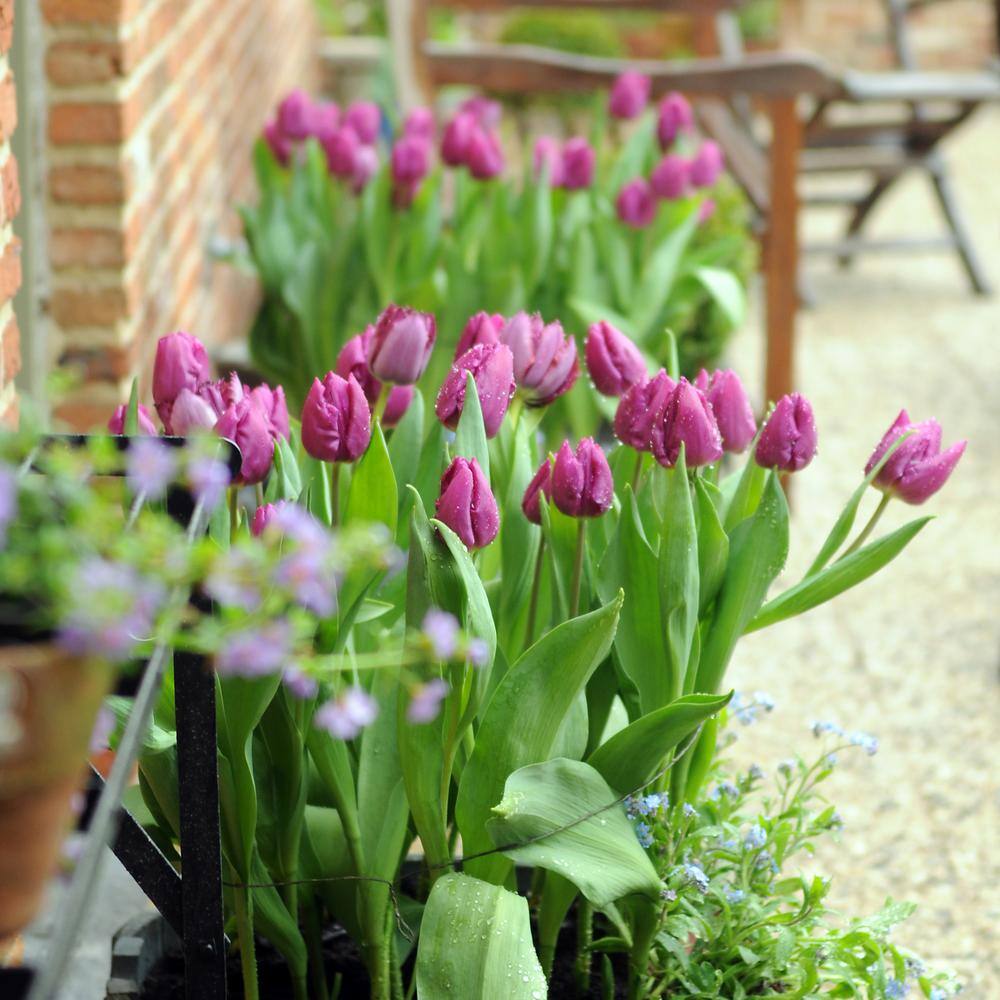 12/Plus Cm, Purple Prince Single Early Tulip Flower Bulbs (Bag Of 100)