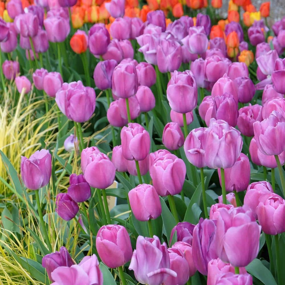 12/ Plus Cm, Darwin Hybrid Purple Pride Tulip Flower Bulbs (Bag Of 250)