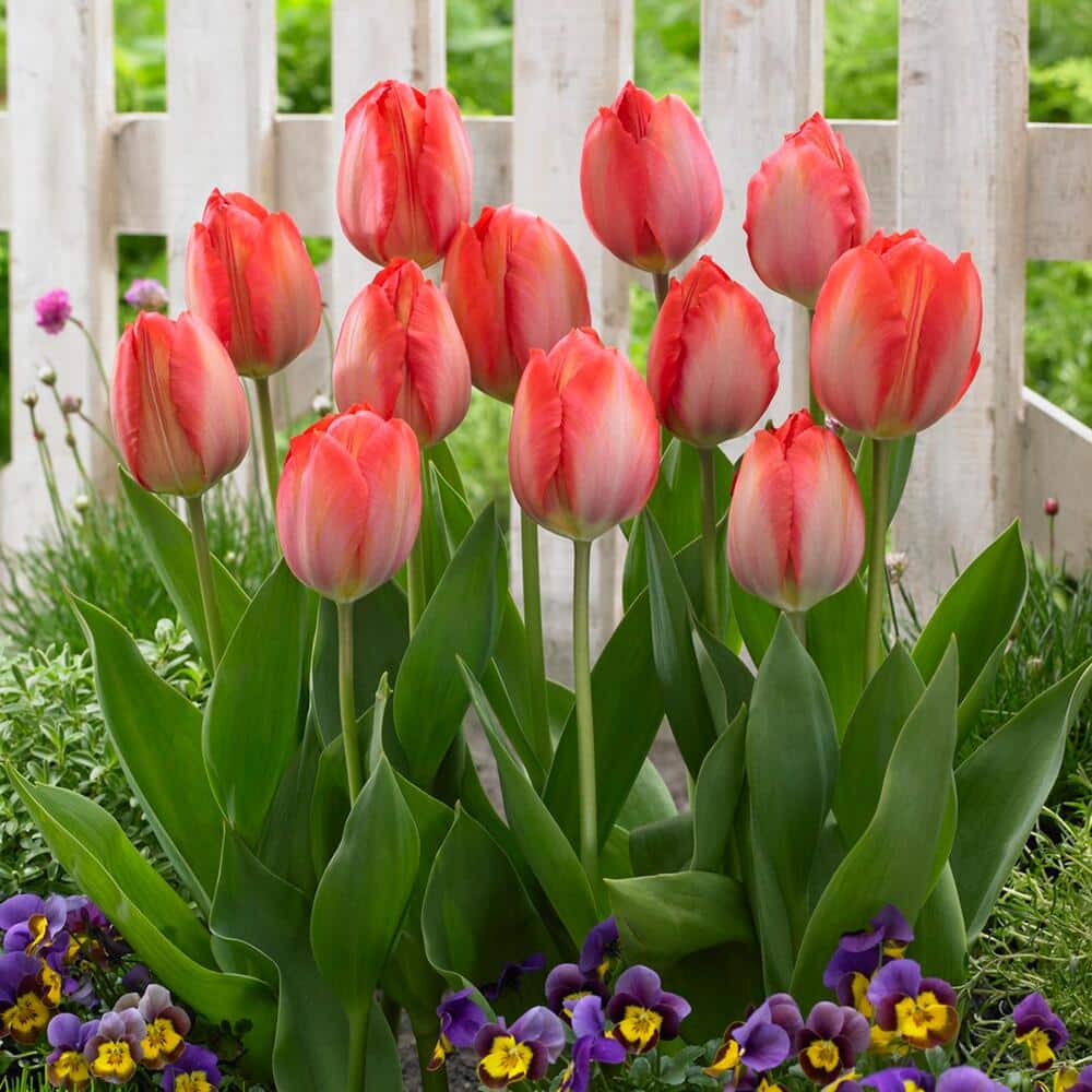 12/ Cm, Darwin Hybrid Orange Van Eijk Tulip Flower Bulbs (Bag Of 25)