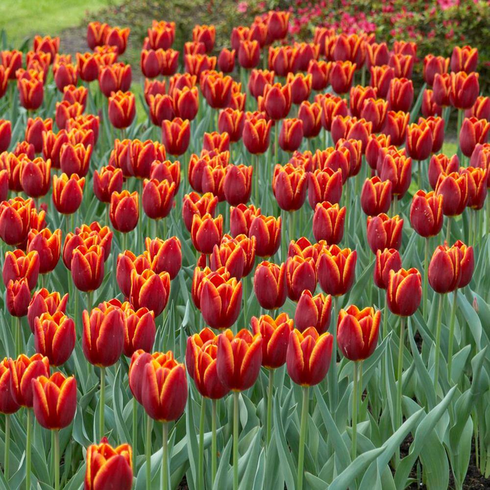 12/Plus Cm, Triumph Verandi Tulip Flower Bulbs (Bag Of 100)