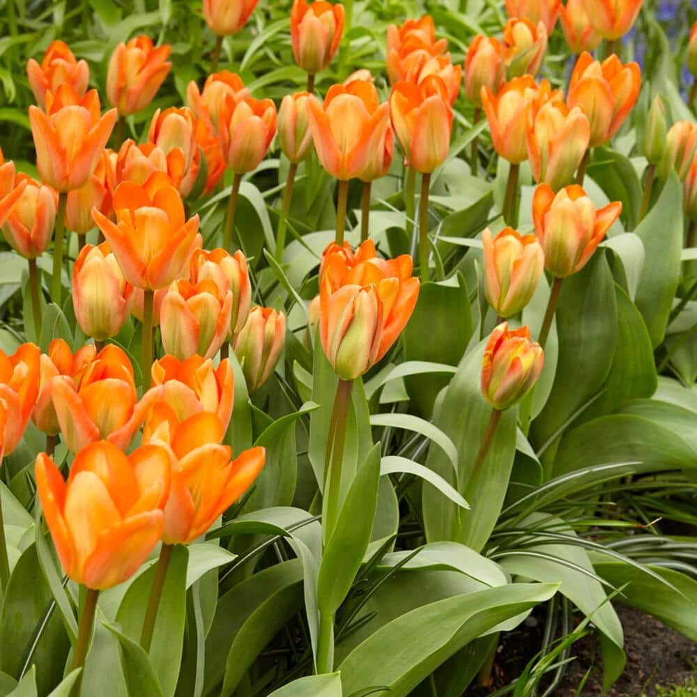 12/Plus Cm, Orange Emperor Fosteriana Tulip Flower Bulbs (Bag Of 100)